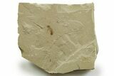 Eocene Fossil Cricket (Orthoptera) - Green River Formation #368743-1